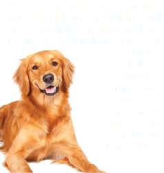 At the Camp, your dog is an invited guest in our home and will have full access to all the amenities we have to offer, at an all-inclusive rate. Our ﷯beautiful, park-like setting is comprised of several fenced acres that back up to the historic Brazos River.