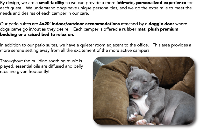 By design, we are a small facility so we can provide a more intimate, personalized experience for each guest. We understand dogs have unique personalities, and we go the extra mile to meet the needs and desires of each camper in our care. Our patio suites are 4x20’ indoor/outdoor accommodations attached by a doggie door where dogs came go in/out as they desire. Each camper is offered a rubber mat, plush premium bedding or a raised bed to relax on. In addition to our patio suites, we have a quieter room adjacent to the office. This area provides a more serene setting away from all the excitement of the more active campers.﷯ Throughout the building soothing music is played, essential oils are diffused and belly rubs are given frequently! 
